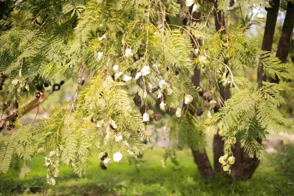 Ojai Vacation Home 22 scaled