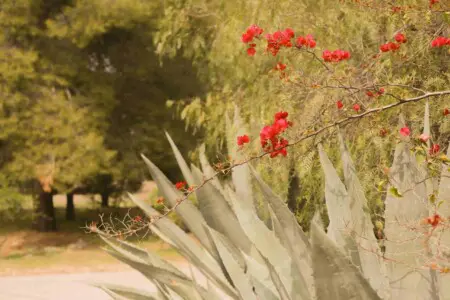 Ojai Vacation Home 30 scaled