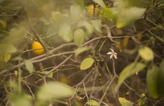 Ojai Vacation Home 32 scaled