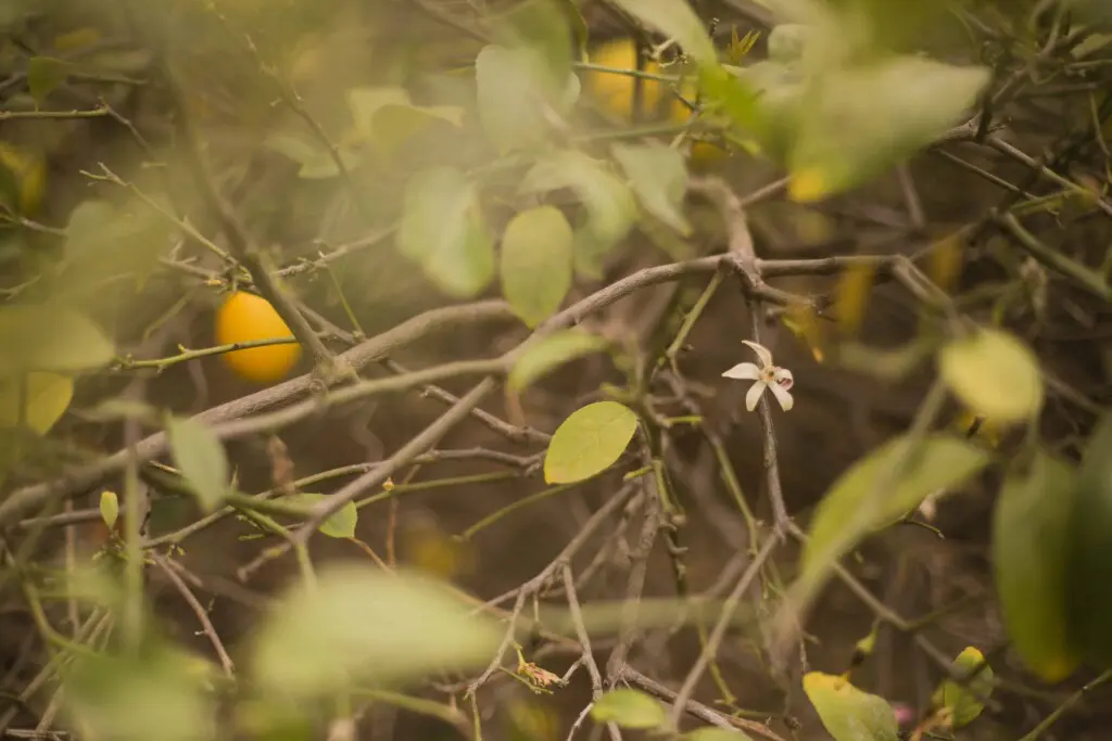 Ojai Vacation Home 32 scaled