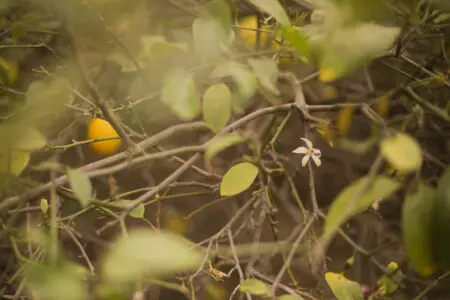 Ojai Vacation Home 32 scaled