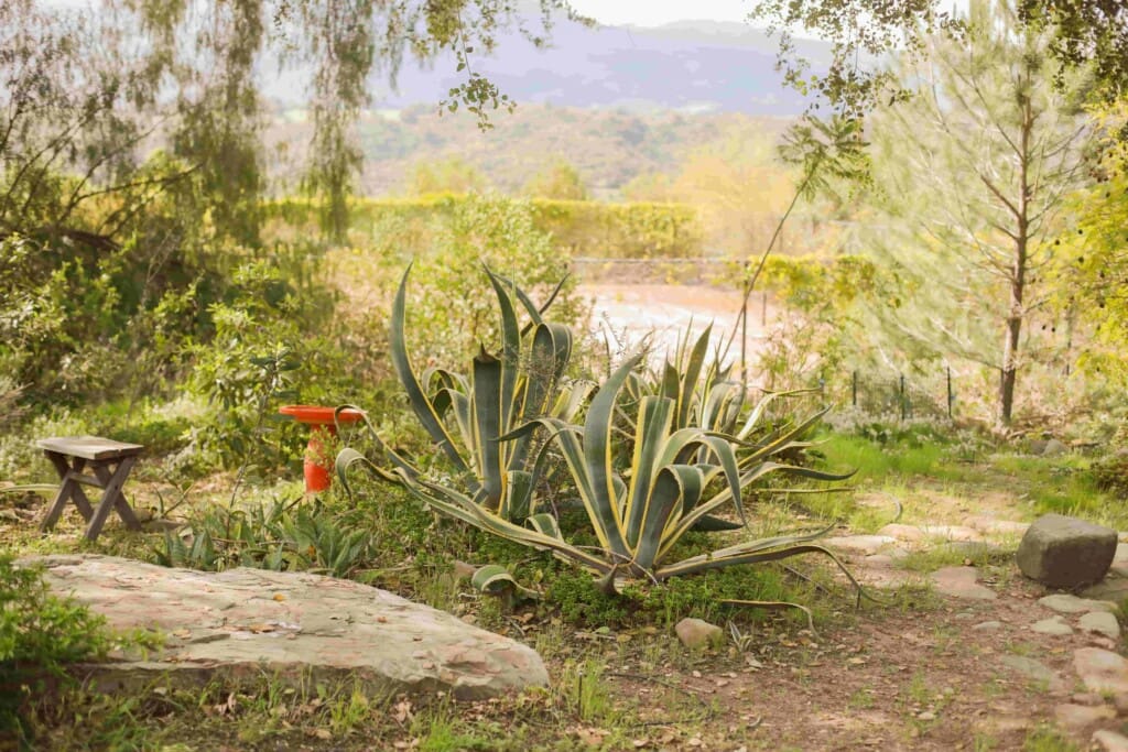 Ojai Vacation scaled