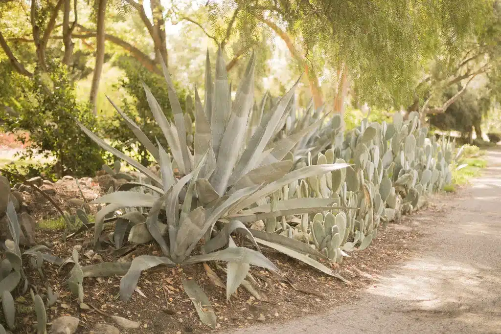 Backyard pathway with agave and succulents under shade trees at Ojai Vacation Home