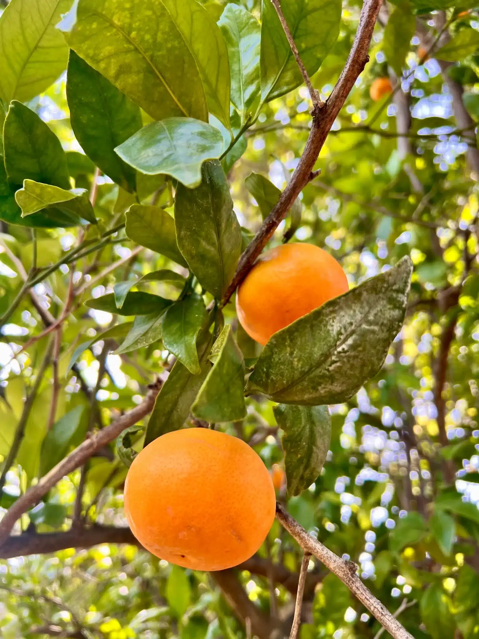 Ripe orange citrus fruits on tree with green foliage in Ojai vacation home garden