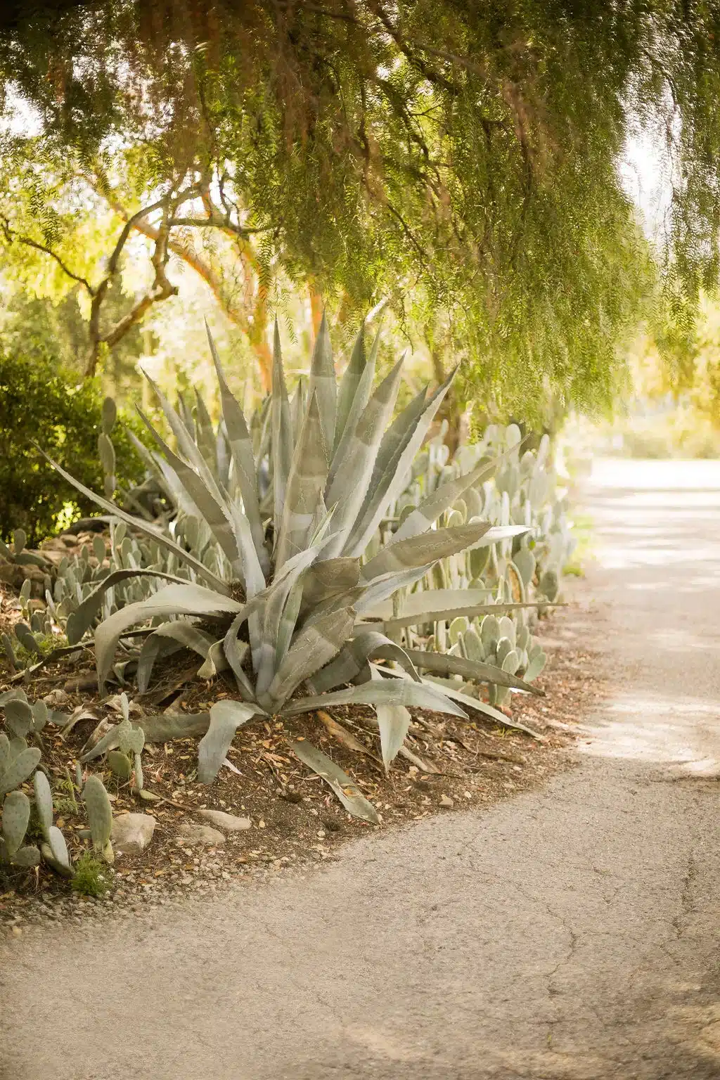 Agave garden path at Ojai Vacation Home, an East End base for the Pink Moment in Ojai