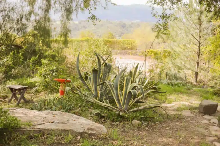 Ojai ranch backyard garden with orchard views and mountain landscape at Ojai Vacation Home