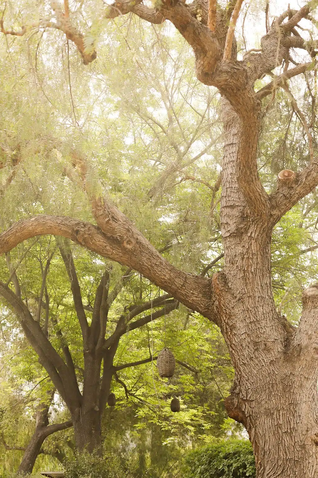 Mature orchard trees with dappled light at Ojai Vacation Home near the Johnny Cash Ojai home