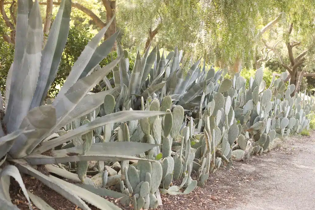 Xeriscape garden with mature agave and prickly pear cacti lining a sandy path at Ojai Vacation Home in Ventura County, CA