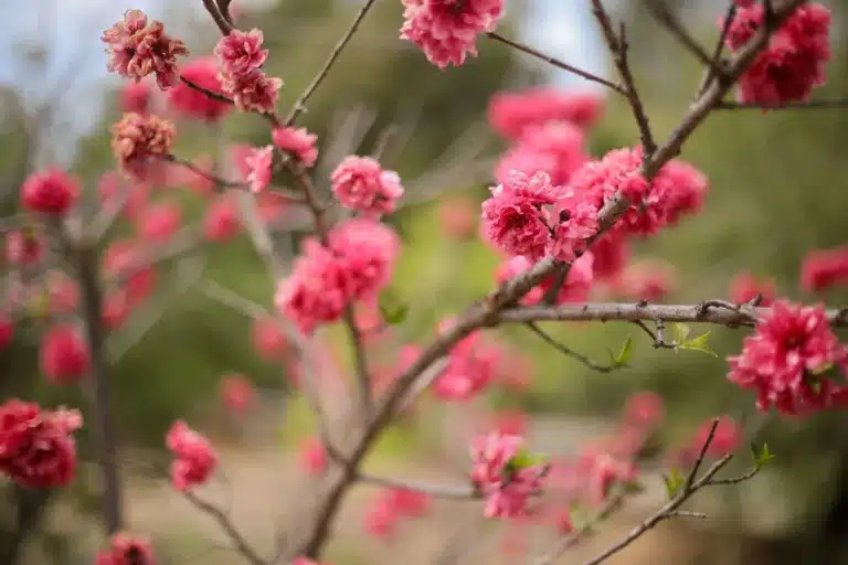 Pink flowering tree with spring blooms at Ojai Vacation Home property exterior