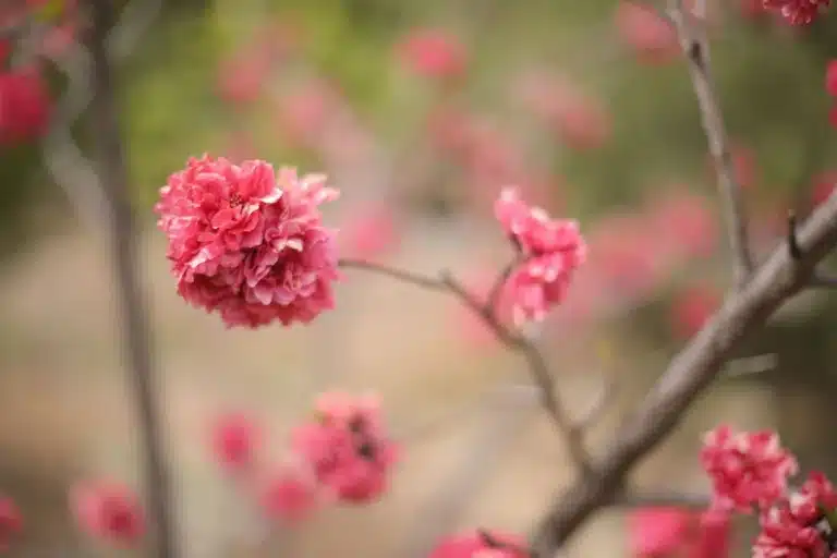 Pink flowering tree with delicate double blooms in full bloom in a garden at our Ojai vacation home, Ojai, CA
