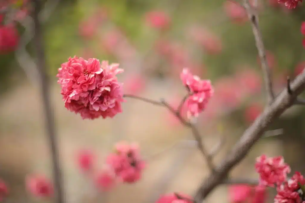 Pink flowering tree with delicate double blooms in full bloom in a garden at our Ojai vacation home, Ojai, CA