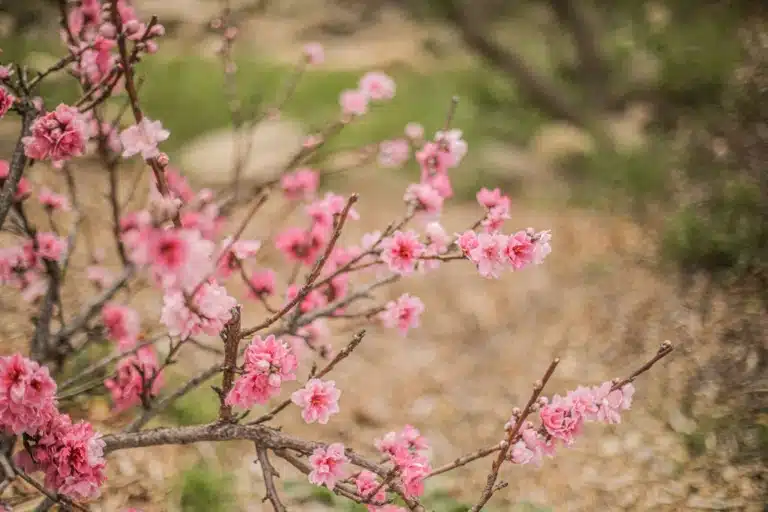Pink flowering shrubs blooming in backyard garden at Ojai Vacation Home
